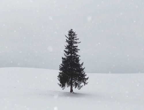 No Christmas Tree for the Holidays 🌲